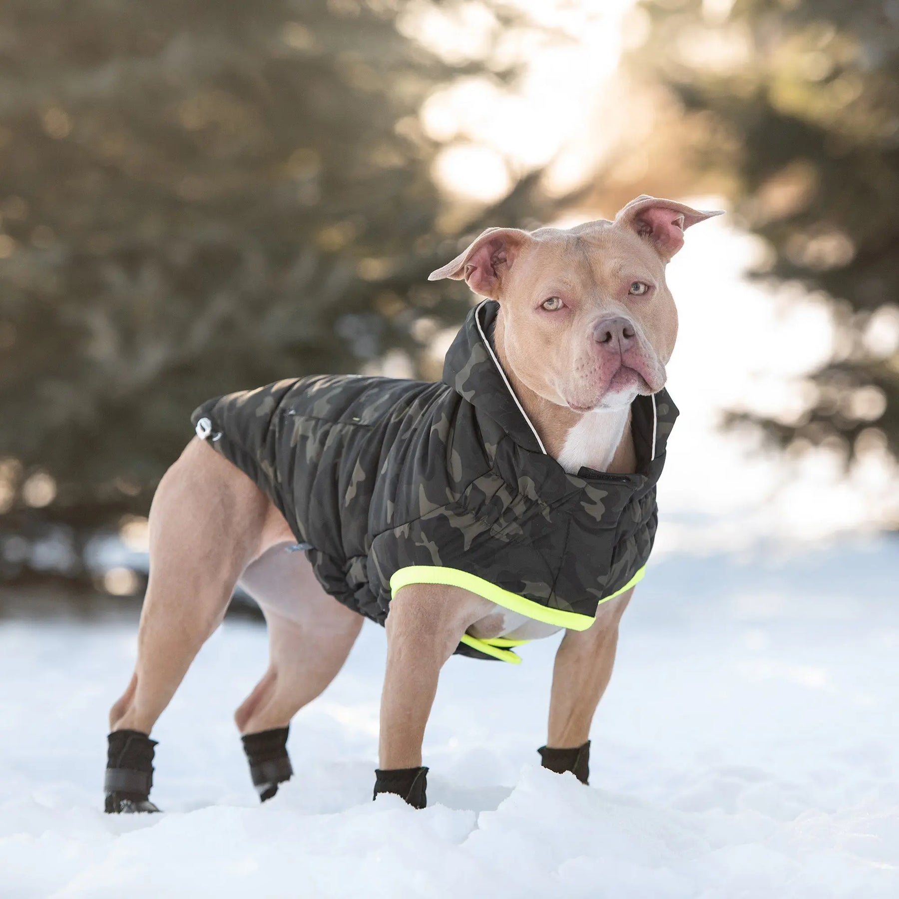 manteau camouflage chien