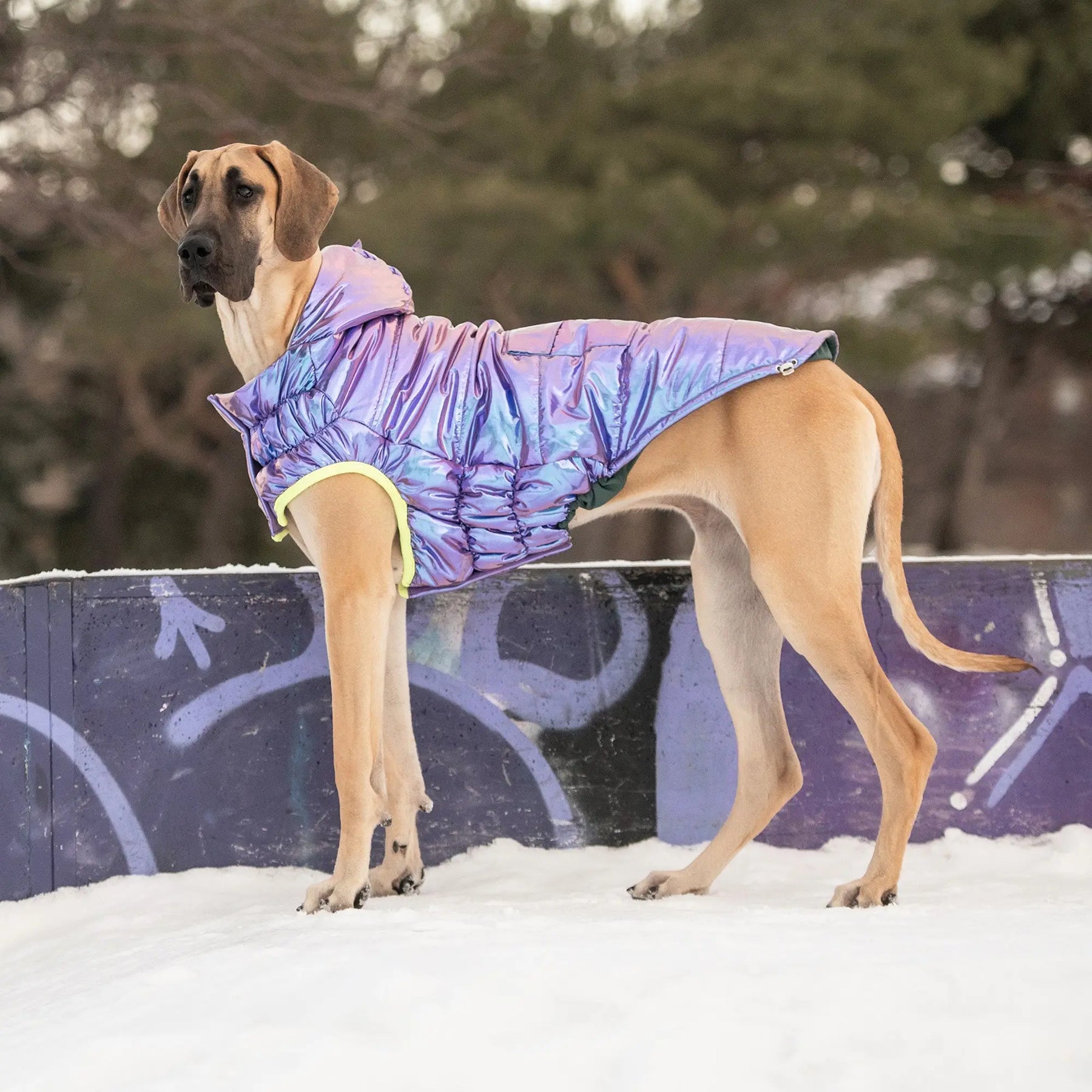 Recycled Parka Dog Coat | Iridescent GF PET Apparel GF Pet Official Online Store