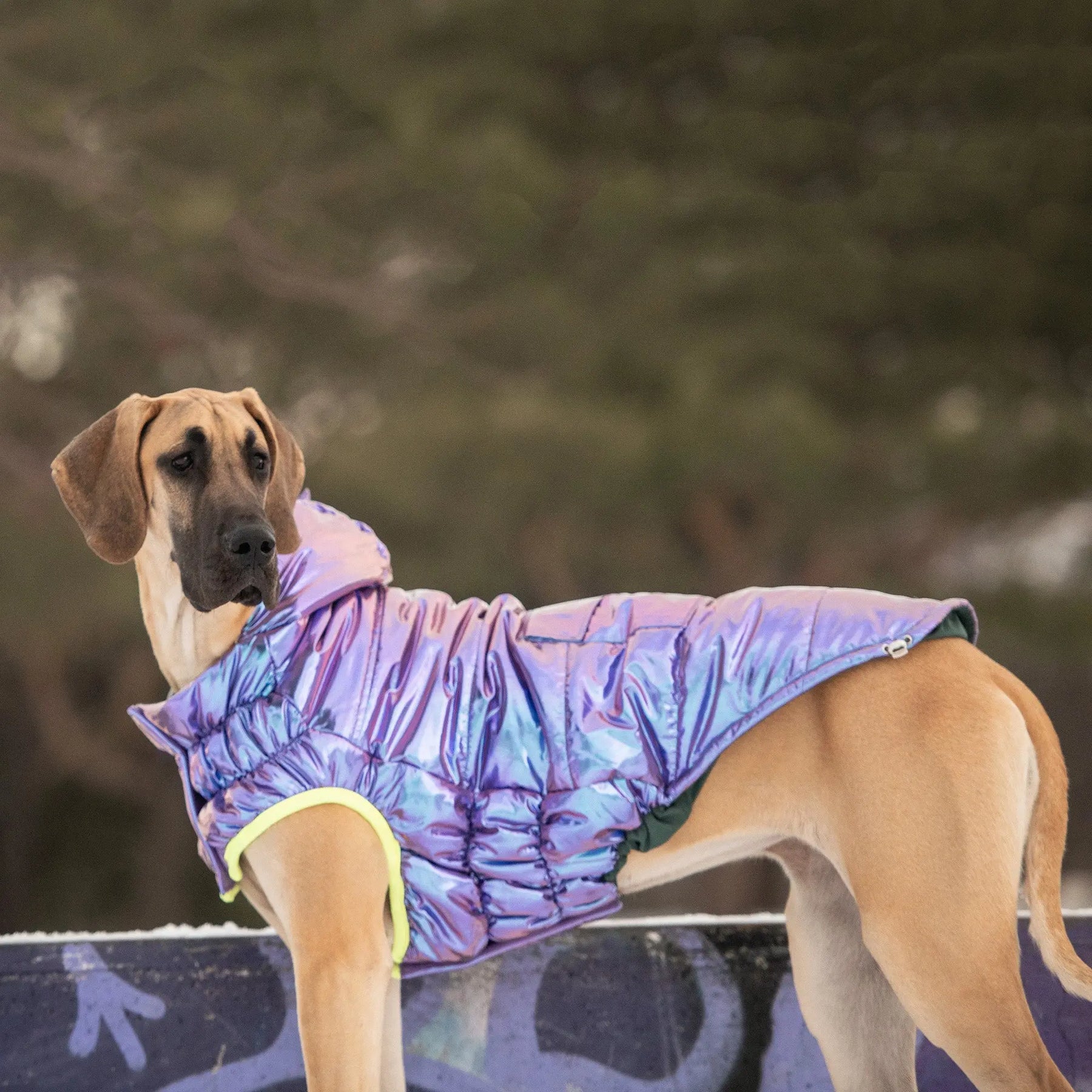 Recycled Parka Dog Coat | Iridescent GF PET Apparel GF Pet Official Online Store