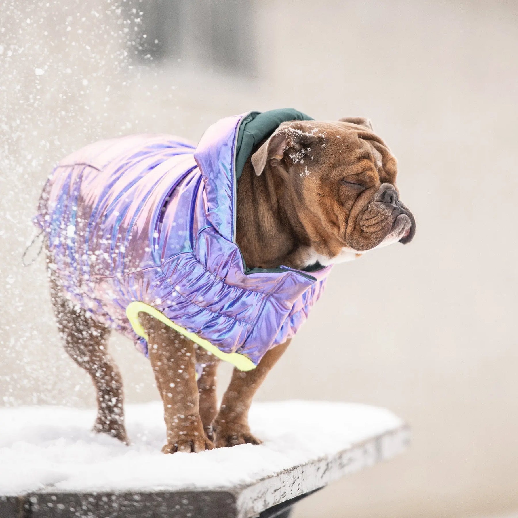 Recycled Parka Dog Coat | Iridescent GF PET Apparel GF Pet Official Online Store