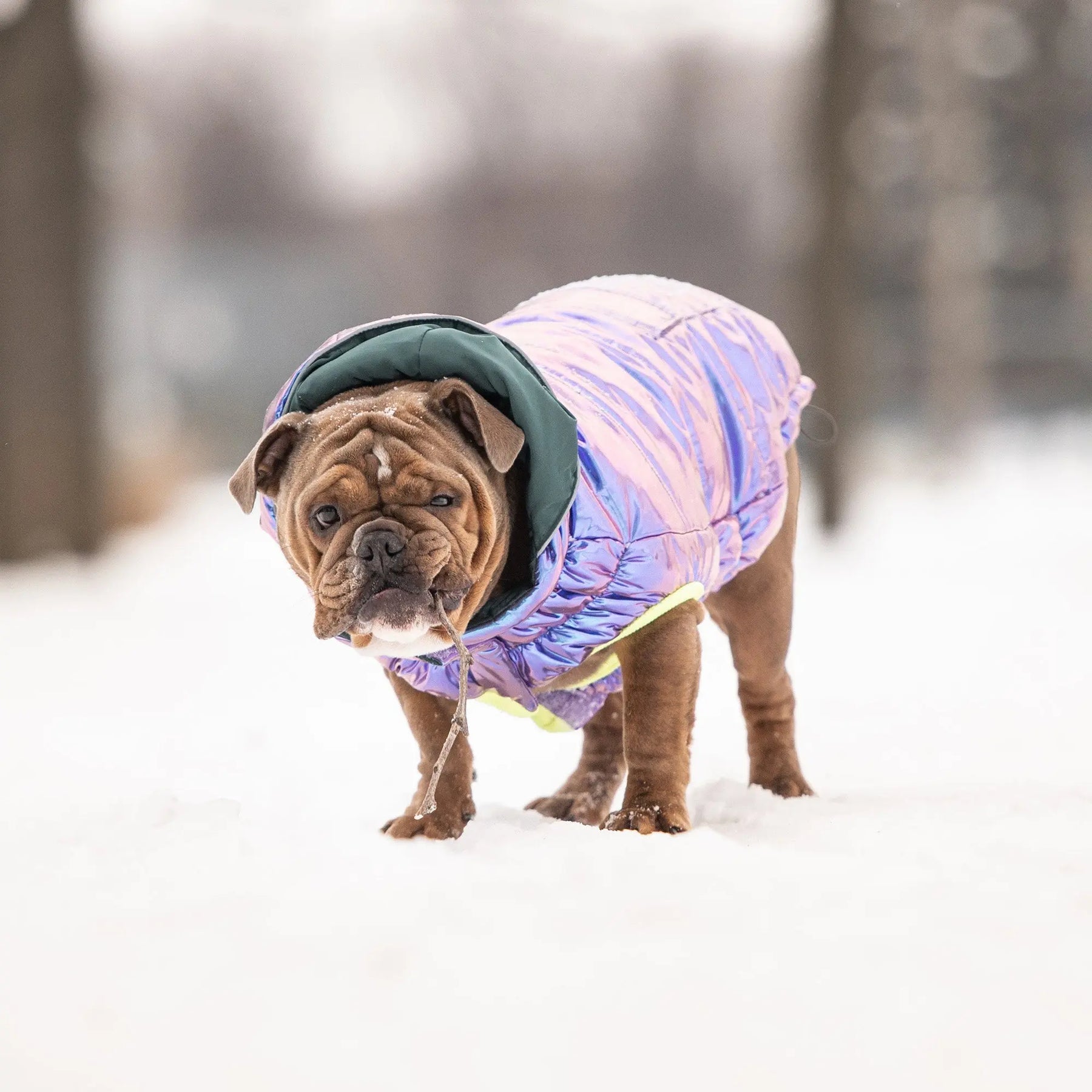 Recycled Parka Dog Coat | Iridescent GF PET Apparel GF Pet Official Online Store