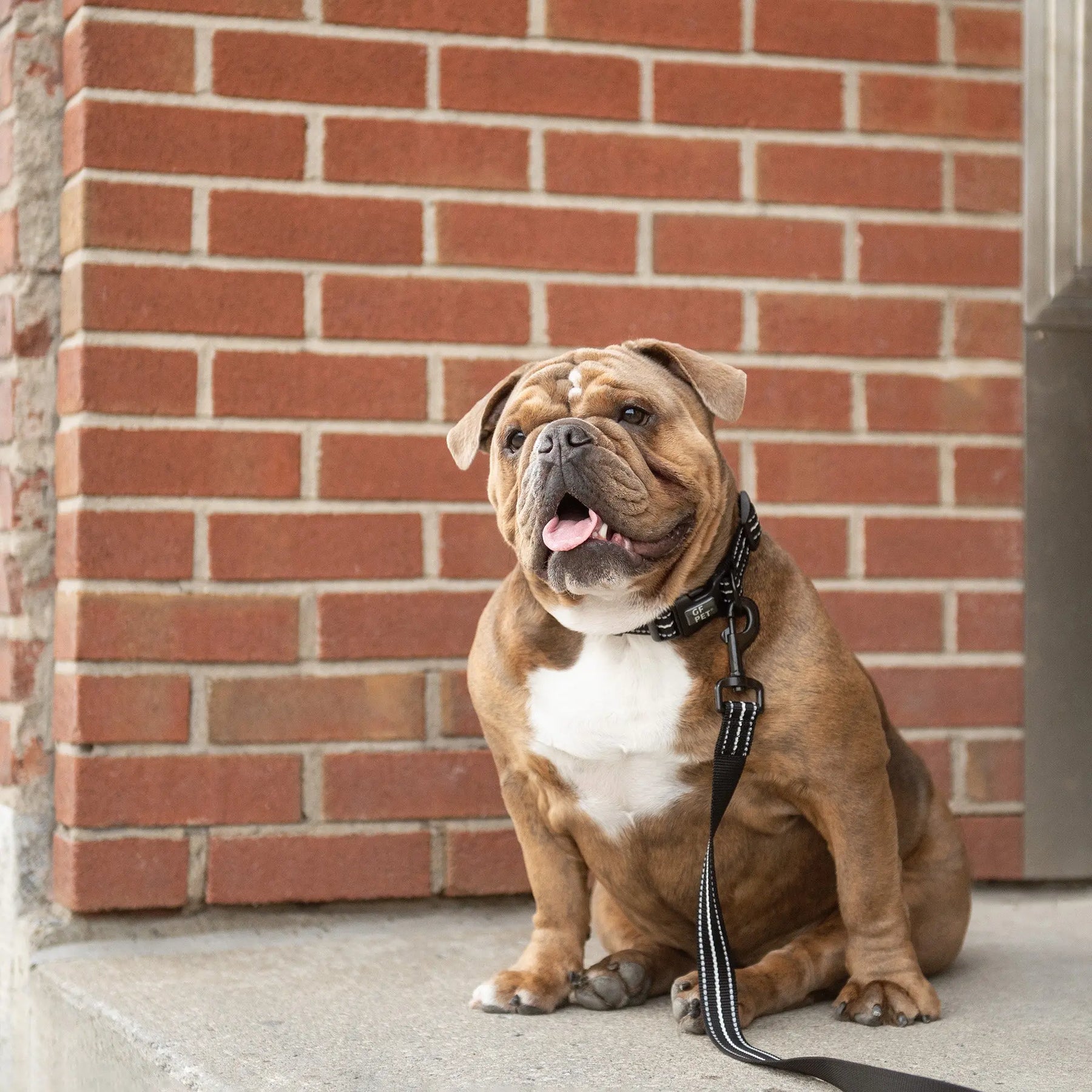 Reflective Dog Collar | Black GF PET