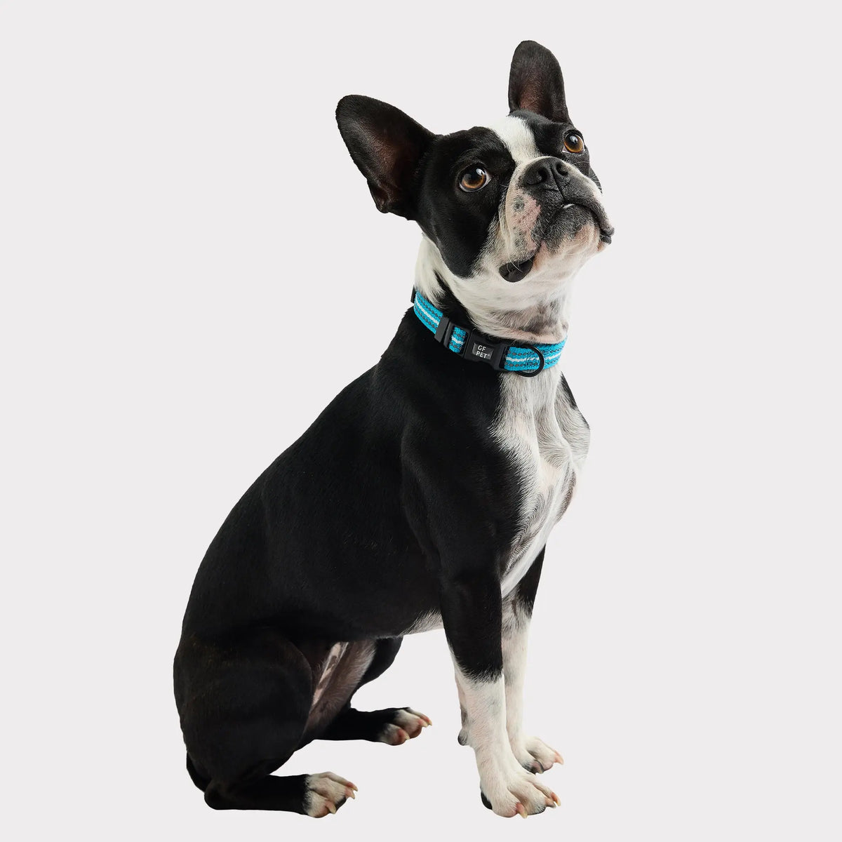 Reflective Dog Collar | Neon Blue GF PET