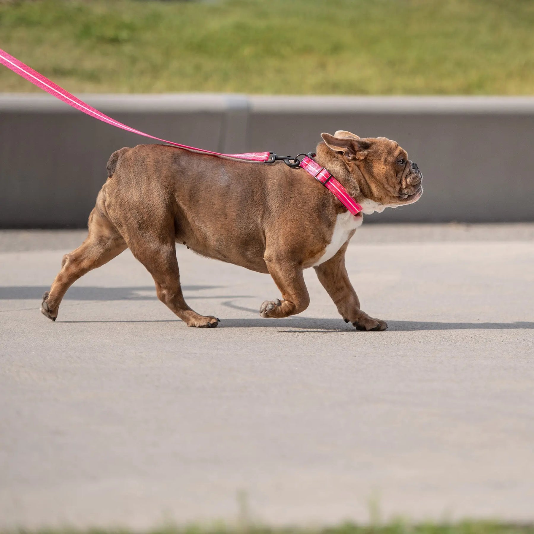 Reflective Dog Collar | Neon Pink GF PET