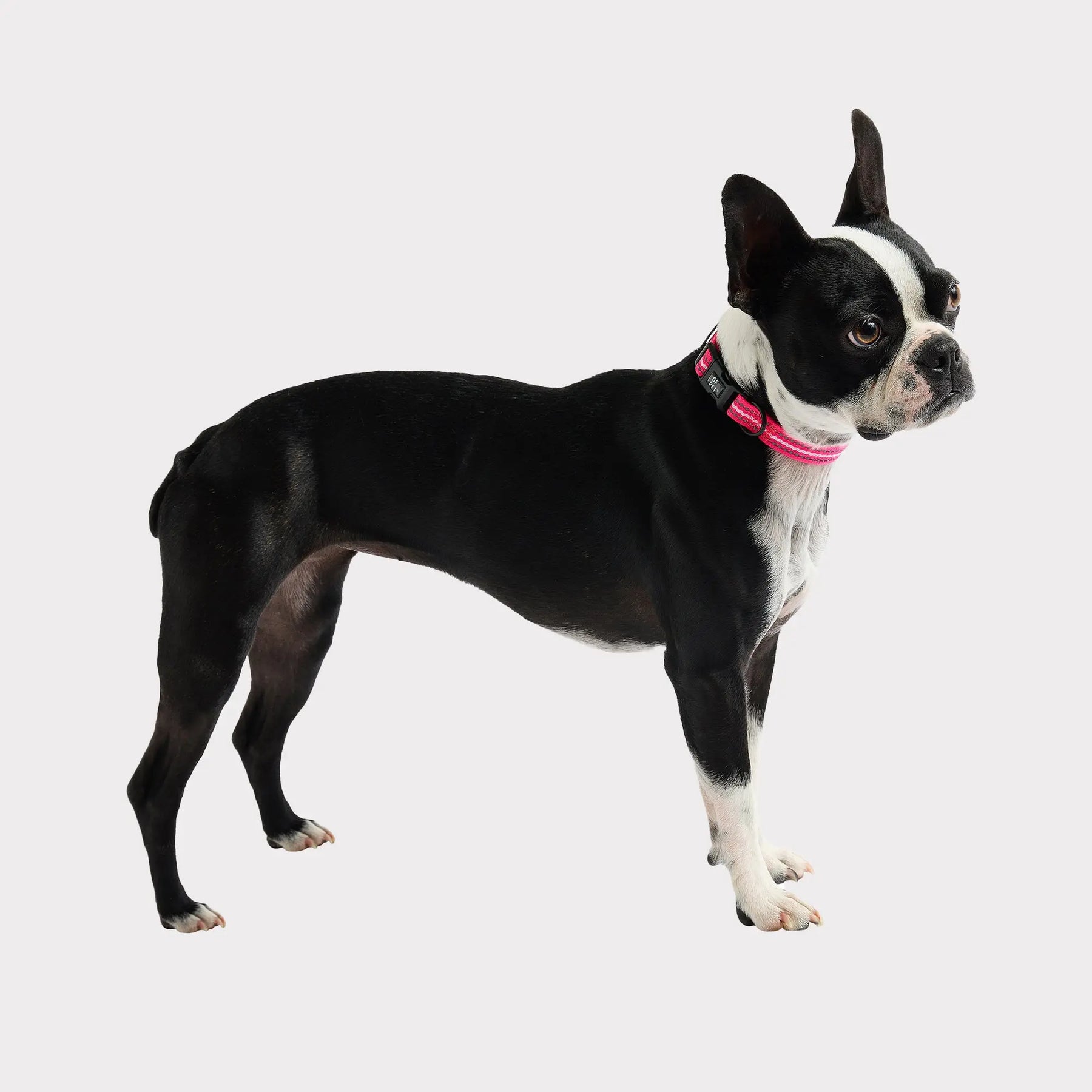 Reflective Dog Collar | Neon Pink GF PET