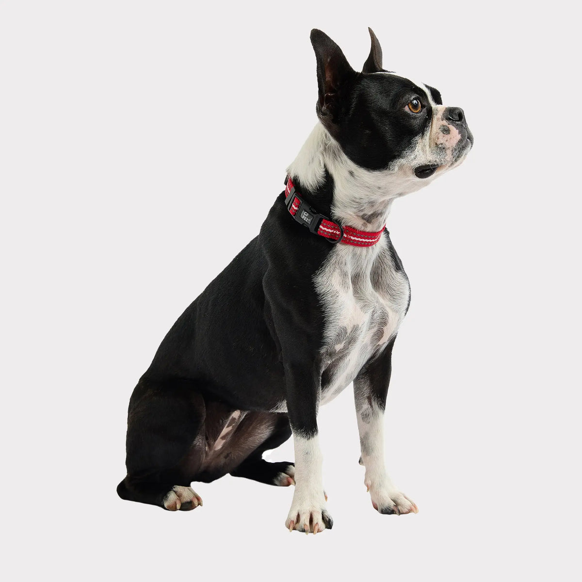 Reflective Dog Collar | Red GF PET