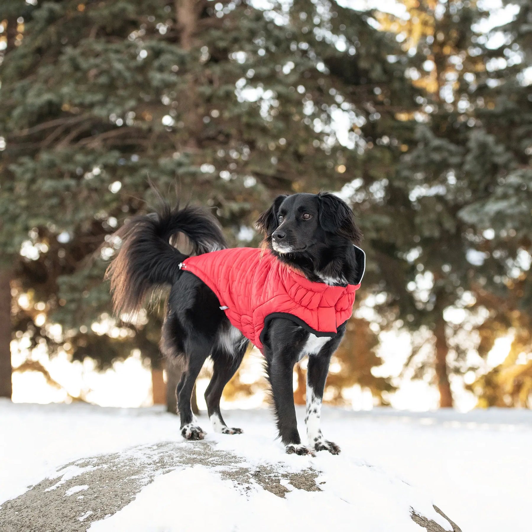 Reversible Chalet Jacket - Red GF PET