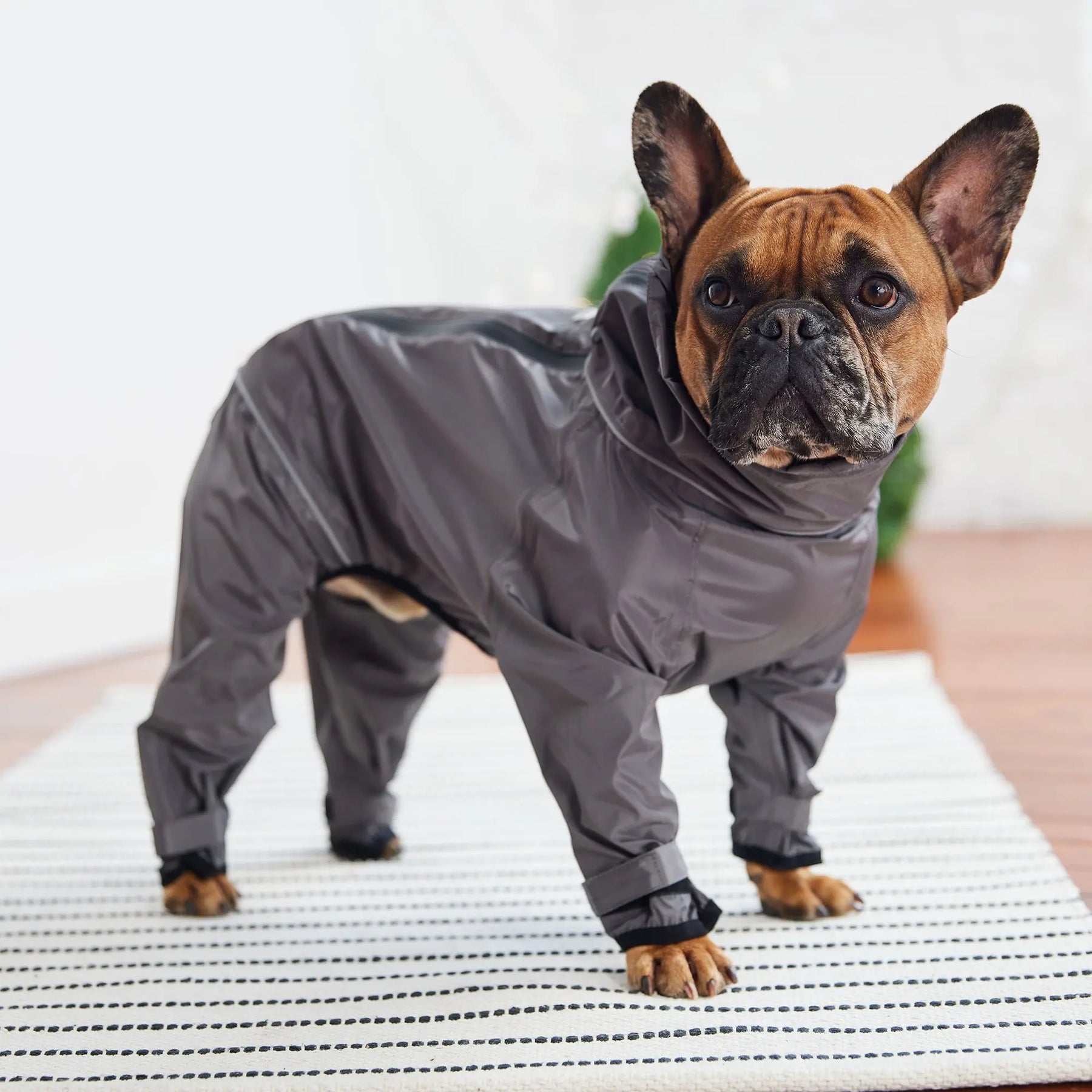 Splash Suit | Charcoal GF PET Apparel GF Pet Official Online Store