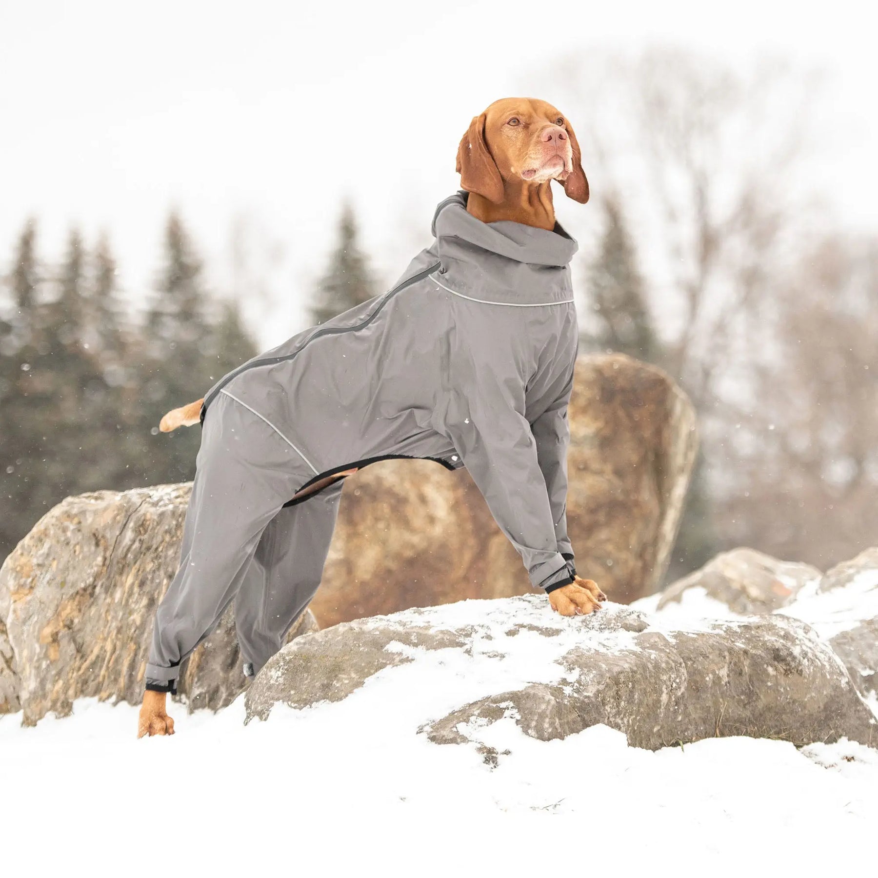 Splash Suit | Charcoal GF PET Apparel GF Pet Official Online Store