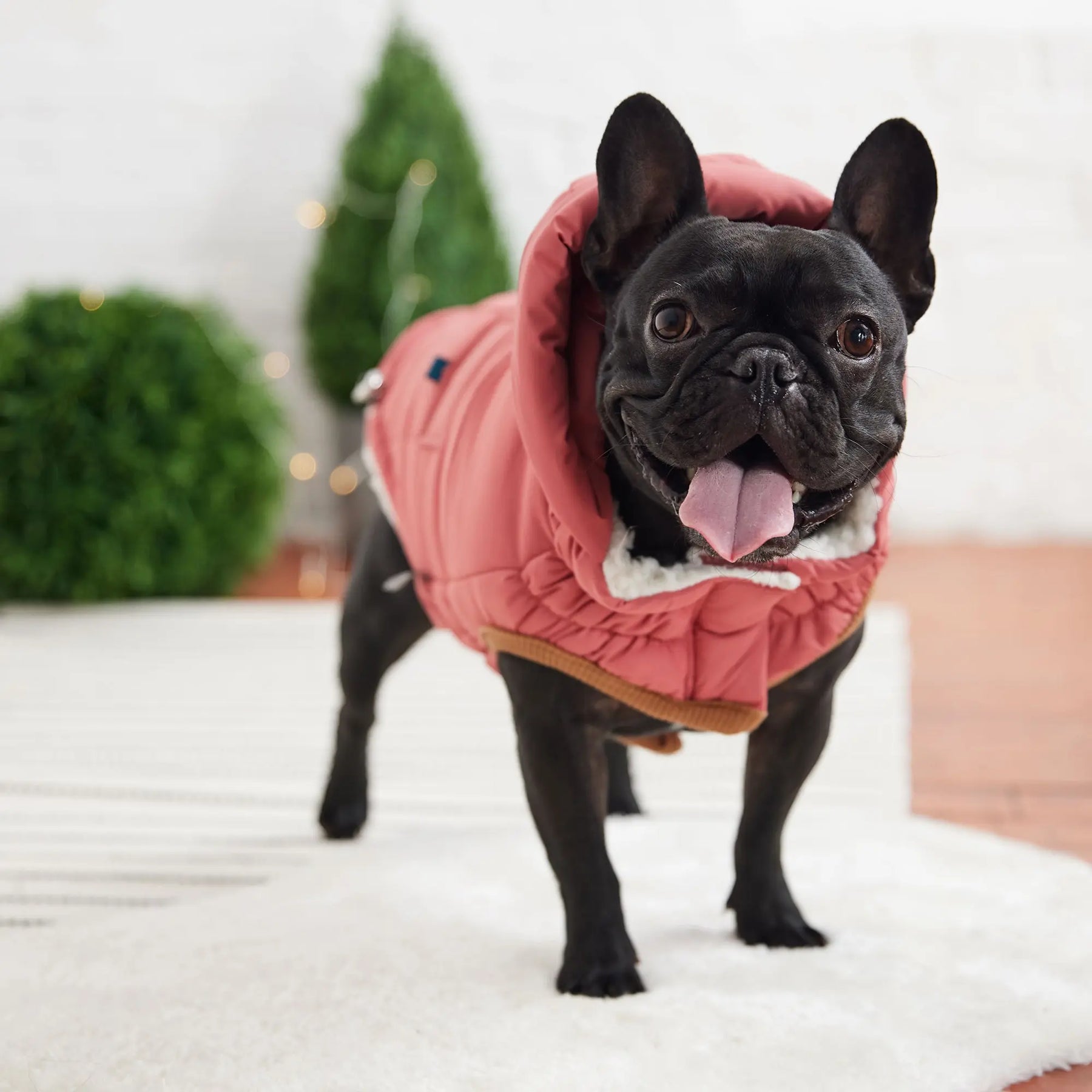 Super Puff Parka | Pink GF PET Apparel GF Pet Official Online Store