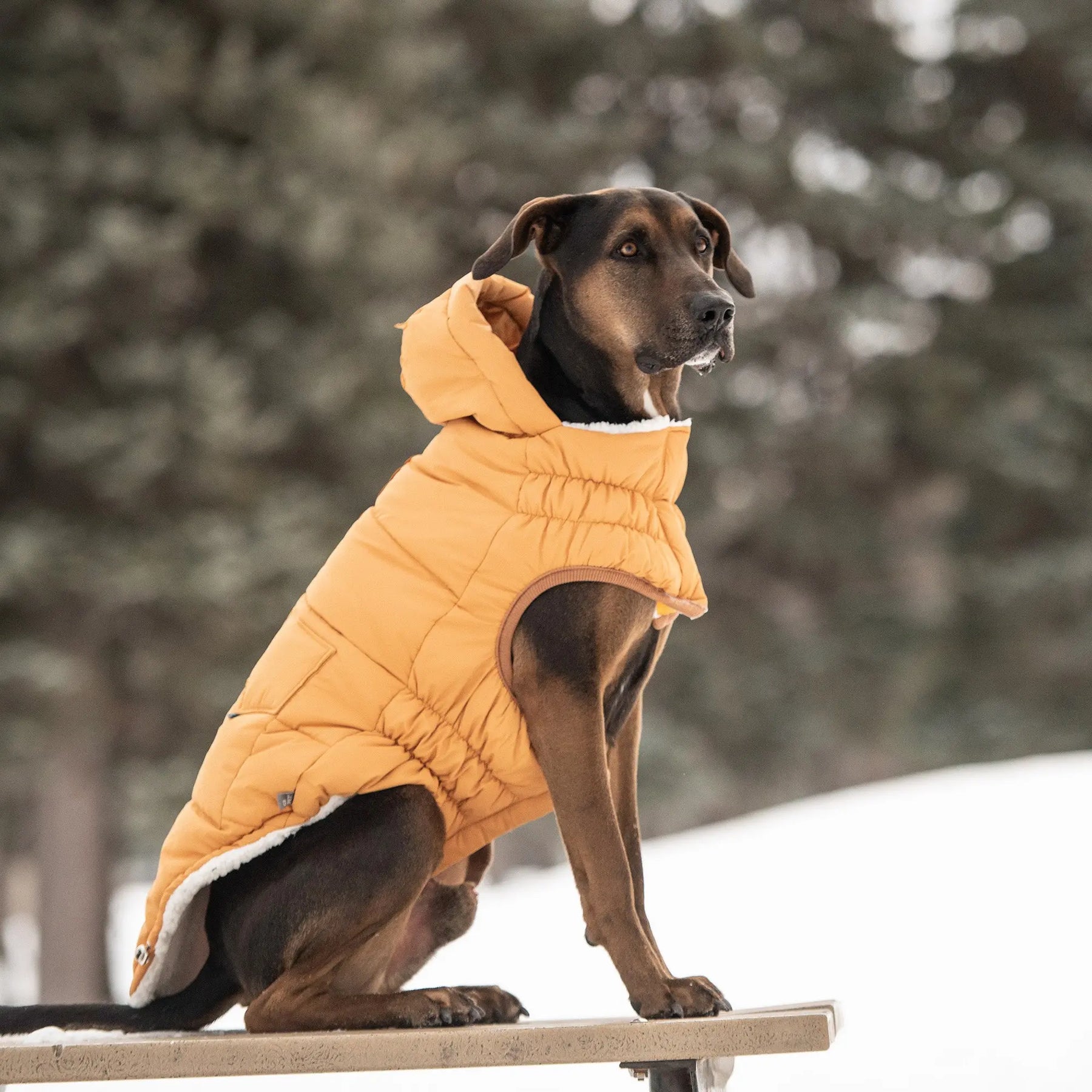 Super Puff Dog Parka Winter Dog Coat - Yellow