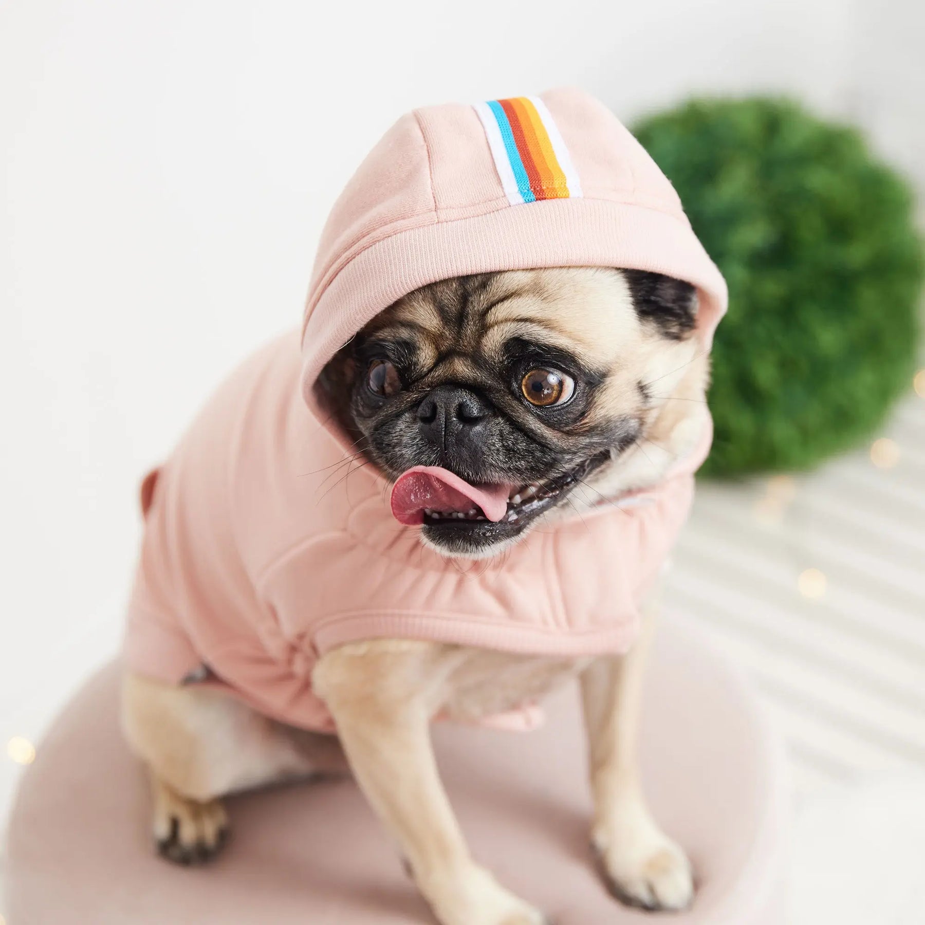Urban Dog Hoodie | Pink GF PET Apparel GF Pet Official Online Store