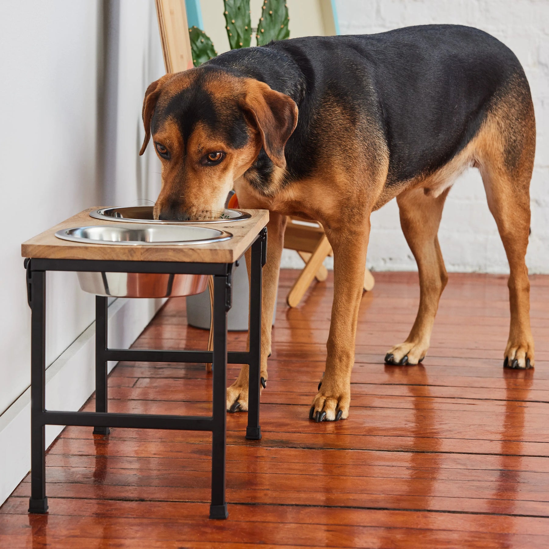 Wood & Metal Pet Feeder | Tall GF PET Bowls GF Pet Official Online Store